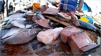 Cesty po Srí Lance - fish market 
