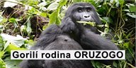 Gorilí rodina ORUZOGO
