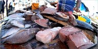 Cesty po Srí Lance - fish market 