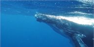 Tonga - království velryb